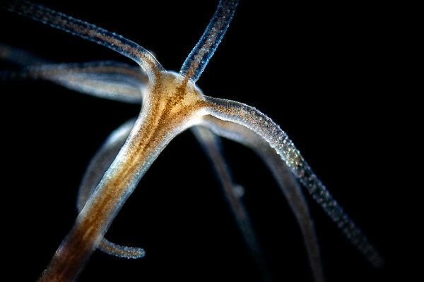 Кракен даркнет kraken link24 info