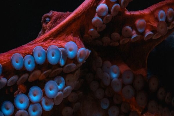 Kraken tor зеркало